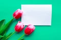 Three red tulips and white mockup blank on bright green background. Royalty Free Stock Photo