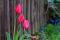 Three red tulips by a wooden fence Royalty Free Stock Photo