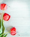 Three red tulips Royalty Free Stock Photo