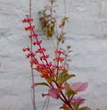 Three red tulsi flowers with leaves