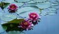 Three Red water lily or lotus flower Attraction in the pond of Arboretum Park Southern Cultures in Sirius Adler Sochi. Royalty Free Stock Photo