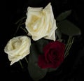 Red and white roses on black background