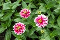 Three red and white and yellow Zinnia elegans flowers with bud and green leaves in a park in summer