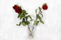 Three red wilted roses in a crystal vase on a white background. Royalty Free Stock Photo