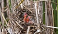Three Red-winged blackbird hatchlings begging for food Royalty Free Stock Photo