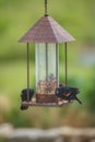 Three Red-winged Blackbirds Royalty Free Stock Photo