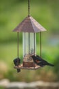 Three Red-winged Blackbirds Royalty Free Stock Photo