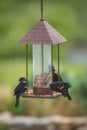 Three Red-winged Blackbirds