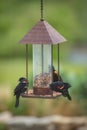 Three Red-winged Blackbirds Royalty Free Stock Photo