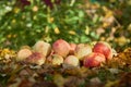 Apples stacked in a pile on the ground in the garden Royalty Free Stock Photo