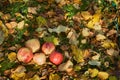 Apples stacked in a pile on the ground in the garden Royalty Free Stock Photo