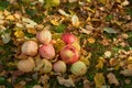 Apples stacked in a pile on the ground in the garden Royalty Free Stock Photo