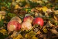 Apples stacked in a pile on the ground in the garden Royalty Free Stock Photo