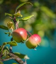 Three red-yellow apples ripen on a branch of an apple tree