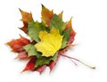 Three red yellow green maple leaves on white