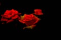 Three red-yellow roses in bloom againts dark background, soft focus Royalty Free Stock Photo