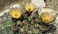 Three Red and Yellow Striped Flowers on an Arizona Fishhook Barrel Cactus