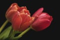 Three red-yellow tulips on green stems against a dark background with artificial lighting in the studio. Royalty Free Stock Photo