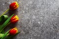 Three red and yellow tulips on grunge background Royalty Free Stock Photo