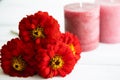 Three red zinnia flowers and pink candles in the background lie on an aged white wooden table. Concept for postcards Royalty Free Stock Photo