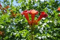 Three reddish orange flowers of Campsis radicans