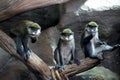 Three Redtail monkeys black-cheeked white-nosed monkey, red-tailed guenon Cercopithecus ascanius group portrait at zoo