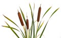 Three reeds and cattail dry plant isolated white background Royalty Free Stock Photo