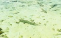 Three reef shark swims in transparent water of Indian ocean Royalty Free Stock Photo