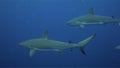 Three reef sharks floating in open Caribbean sea, Cuba