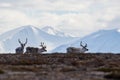 Three reindeer, on the tundra north of Svalbard in the Arctic Royalty Free Stock Photo