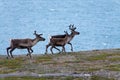 Three reindeer in the wild