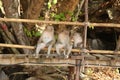 Three relaxed brown beige macaque monkeys sitting on wooden planks of a footpath at a beach in Krabi, Thailand looking in