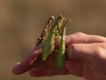 Three religious mantis on a hand of zoologist, school excursion, Moravia, Czech Republic