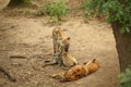 Three resting spotted hyenas - laughing hyenas