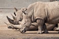 Three rhinos at Knowsley Safari Park, UK