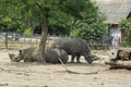 Three rhinos rest near a tree. Photograph of wild rhino animals