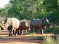 Three Rhinos rhinoceros standing on a road in the Bushveld in South Africa