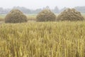 Three rice straw piles shine up and waiting for harvesting the rice grain Royalty Free Stock Photo