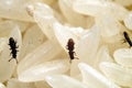 Three rice weevils insects on white rice grains background