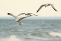 Three Ring Billed Gulls in Flight Royalty Free Stock Photo