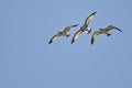 Three Ring-Billed Gulls Flying in a Blue Sky Royalty Free Stock Photo