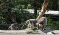 Three ring-tailed lemur, lemur catta, eating green leaves