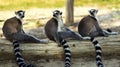 Three ring tailed lemur sitting on a tree on the ground.