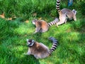 Three Ring-tailed lemurs play in  grass Royalty Free Stock Photo
