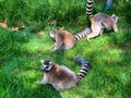 Three Ring-tailed lemurs play in grass