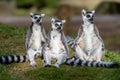 Three ring-tailed lemurs sitting on grass Royalty Free Stock Photo