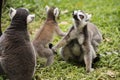 Three ring-tailed lemurs