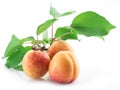 Three ripe apricots and apricot twig isolated on the white background