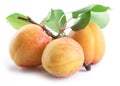 Three ripe apricots isolated on the white background Royalty Free Stock Photo