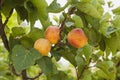 Three ripe apricots on the tree Royalty Free Stock Photo